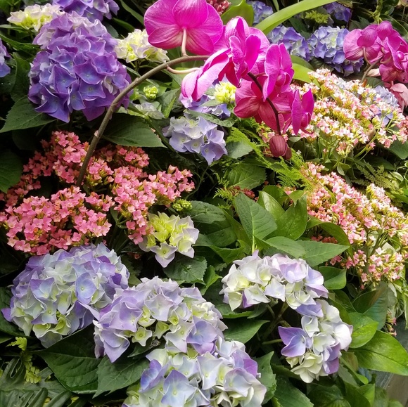 Meet your Posher, Renea - Picture 1 of 1